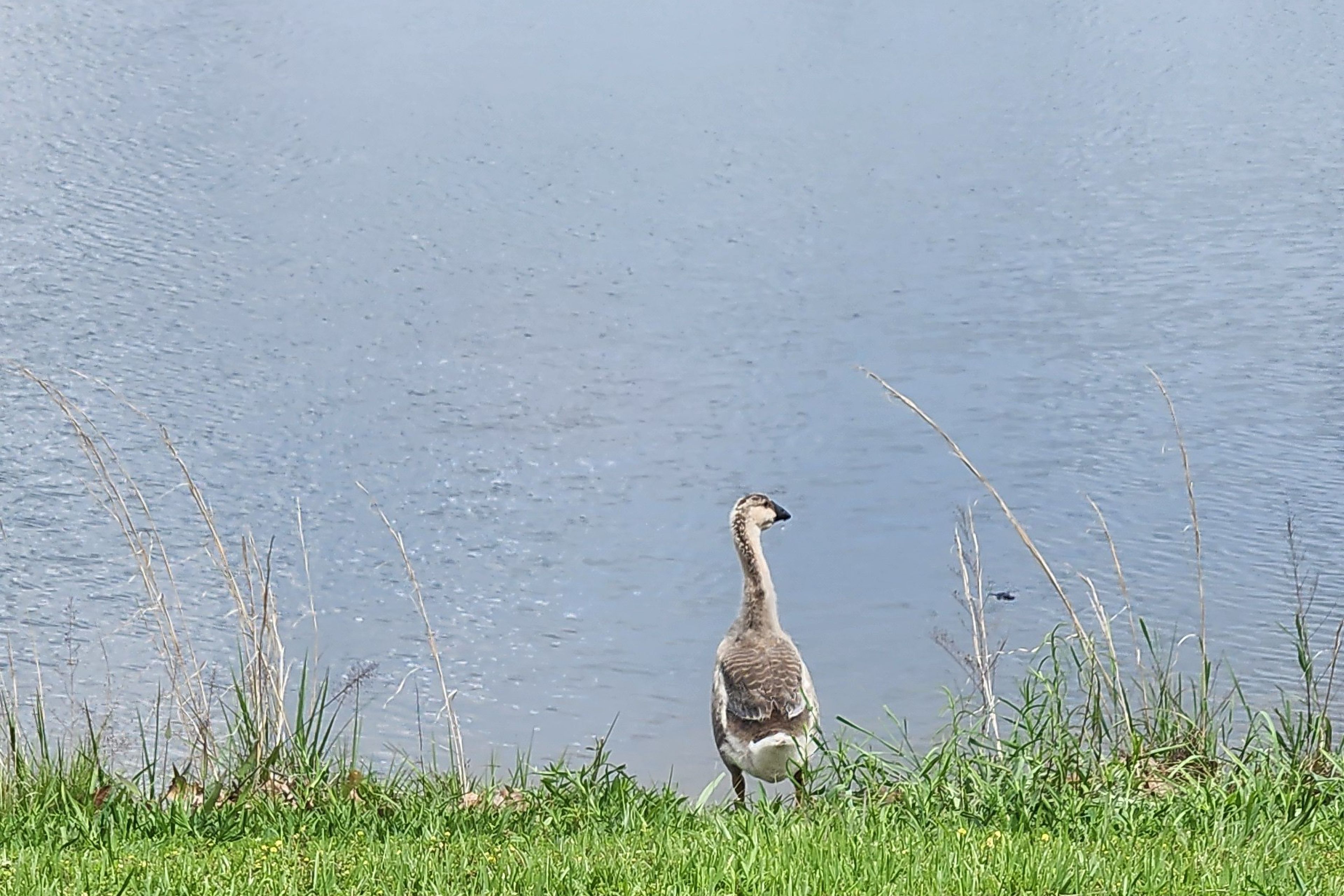 Image 54