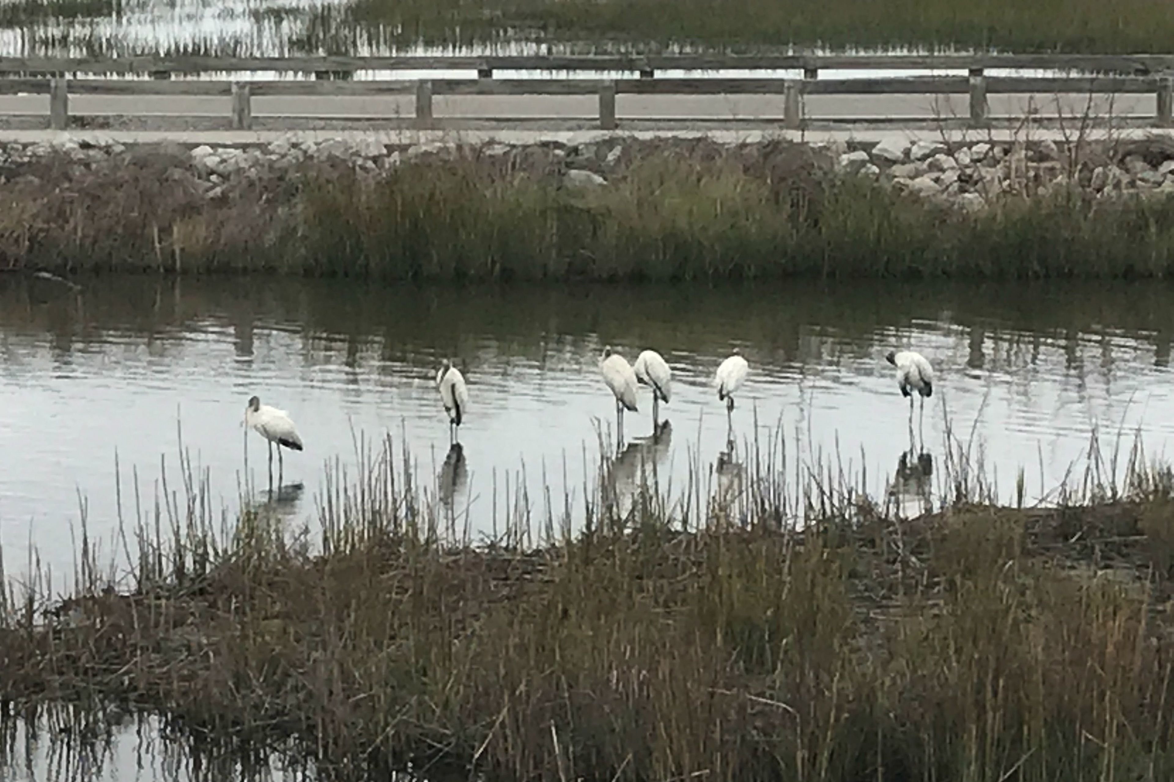 Murrells Inlet