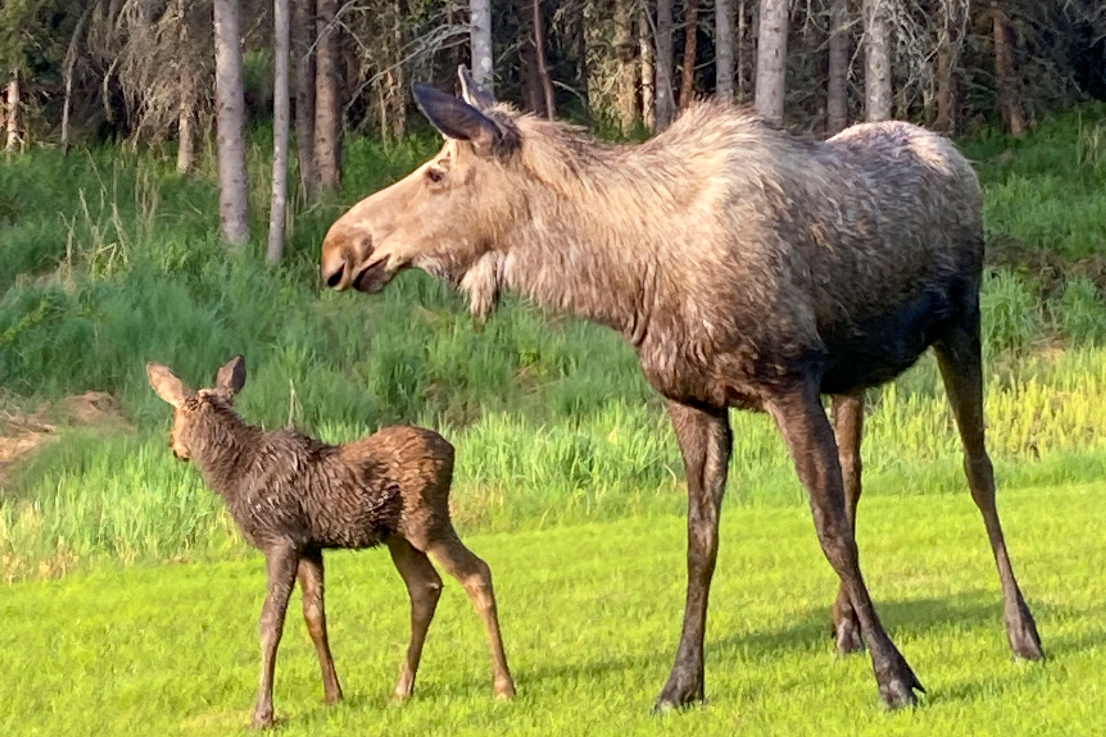 On-Site Wildlife Watching