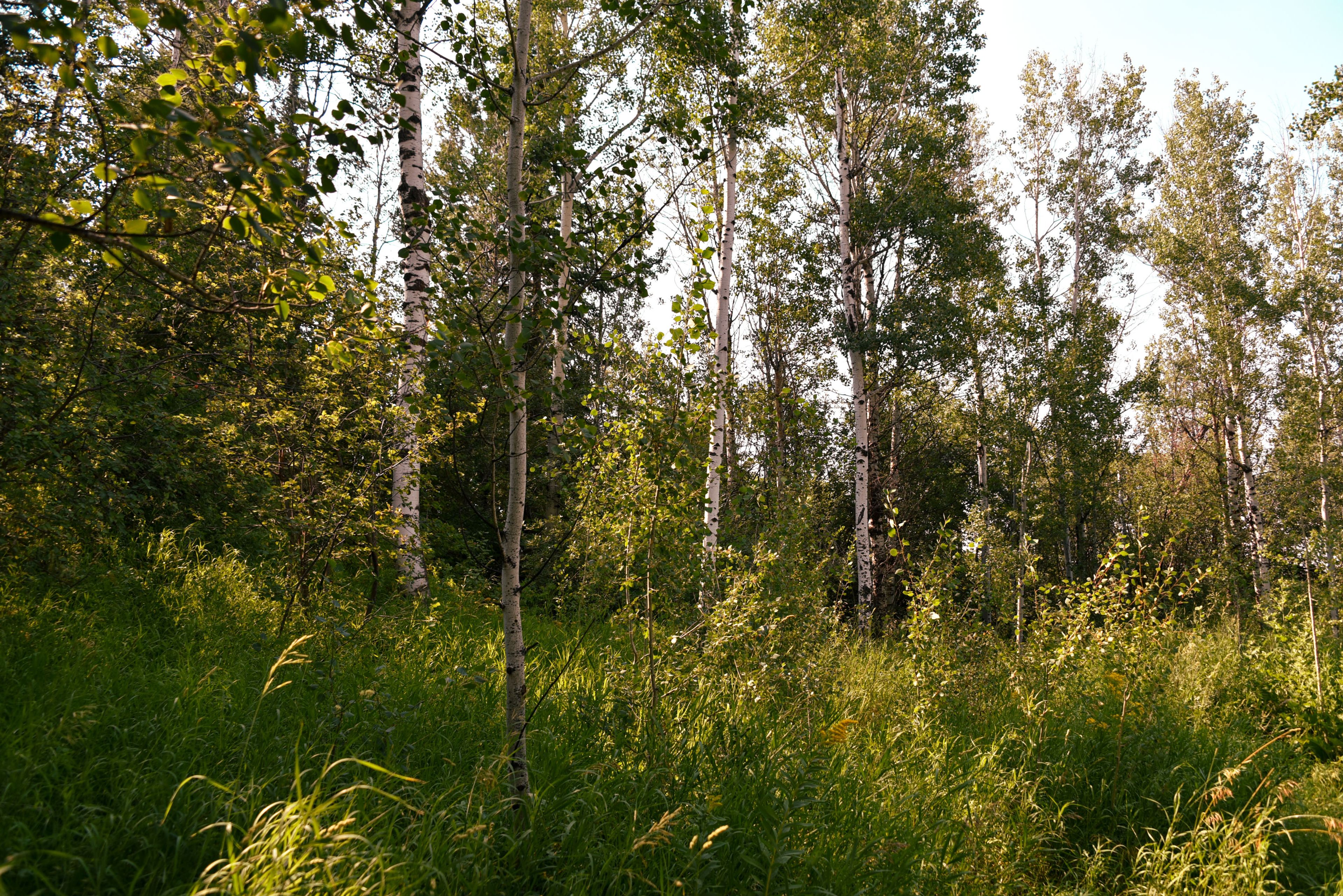 Image 32
