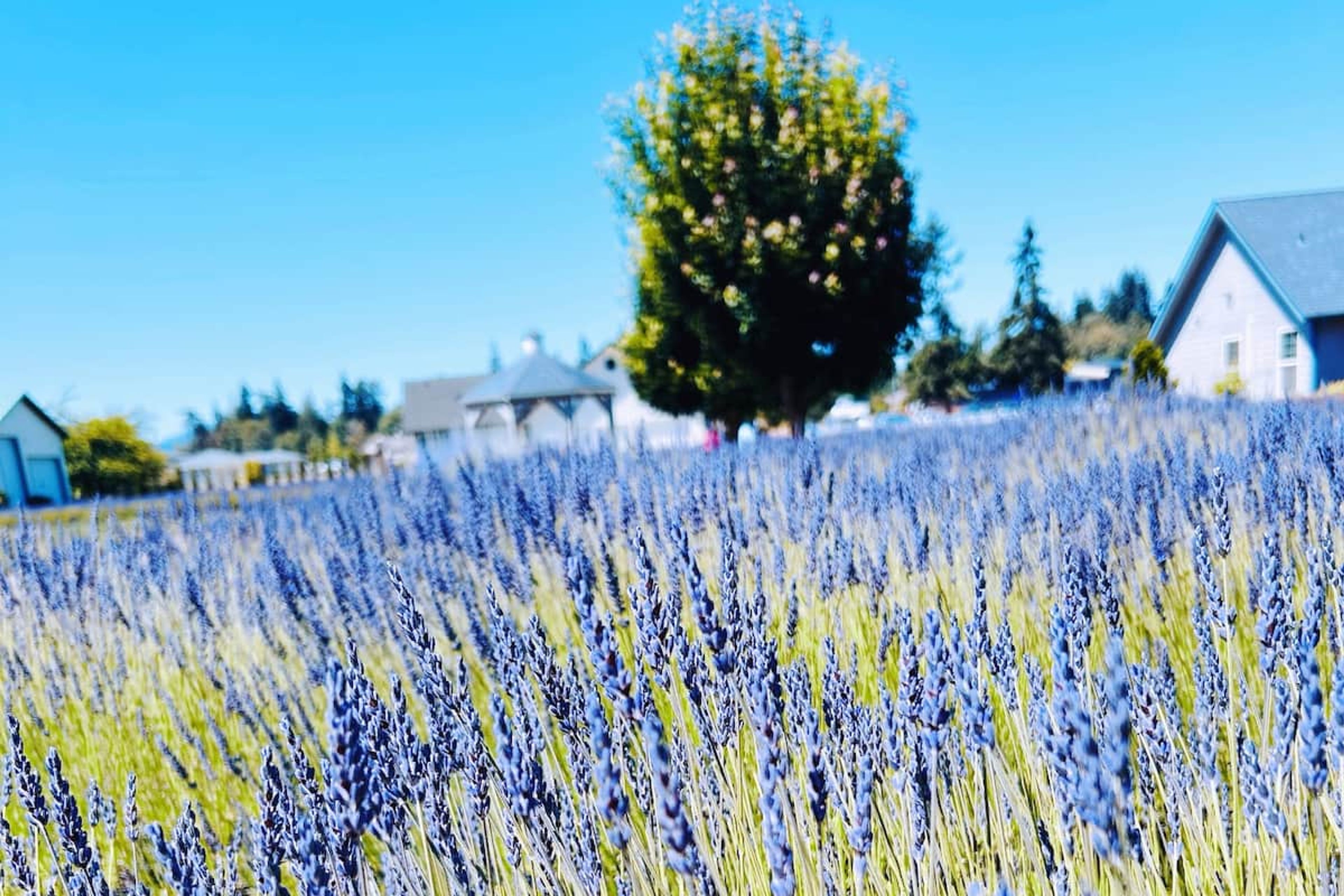 Walk to Kitty B Lavender Farm